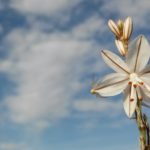 Excursión Minica de los Colores y Casica el Guardia…flor a flor